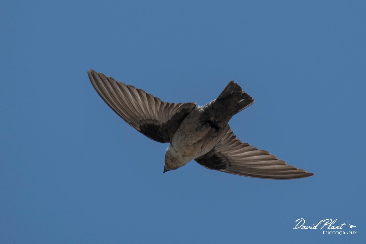 DPPhotography - Lesvos - Crag martin - B.jpg - Crag martin - Mount Olympos, Lesvos