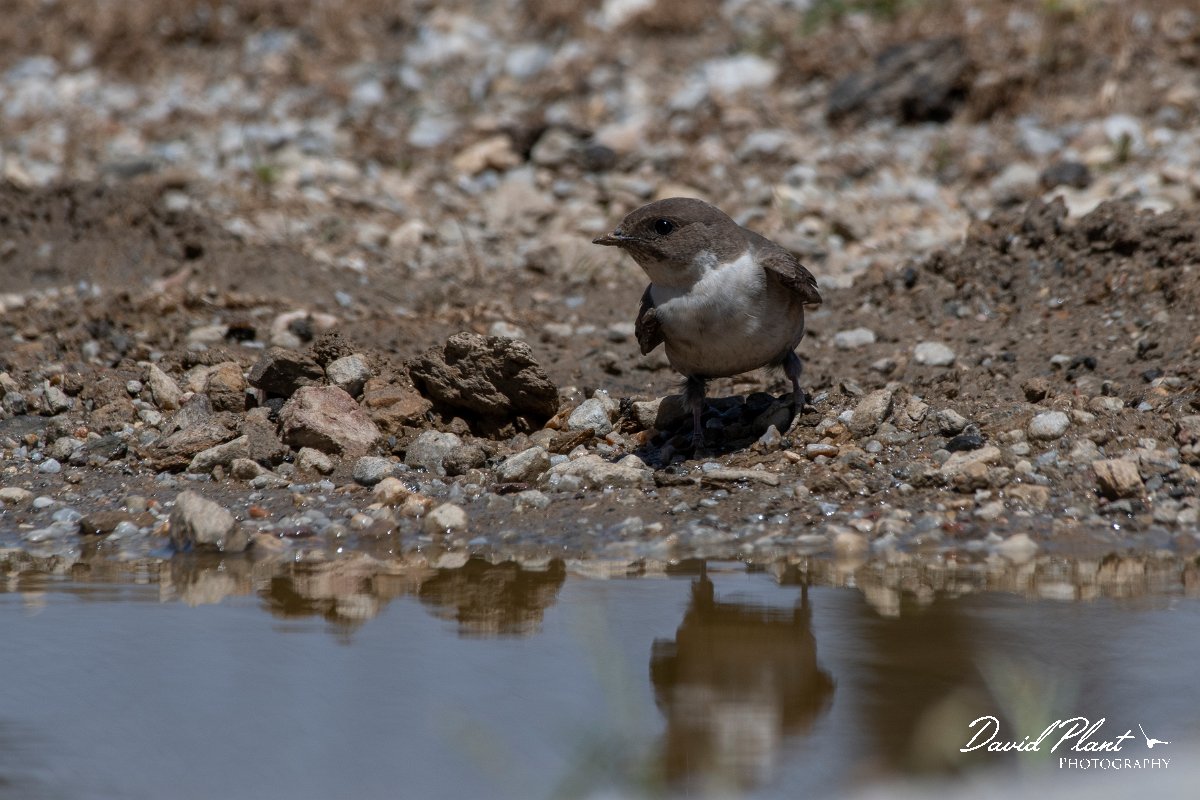 DPPhotography - Lesvos - Crag martin - C.jpg - Crag martin - Mount Olympos, Lesvos