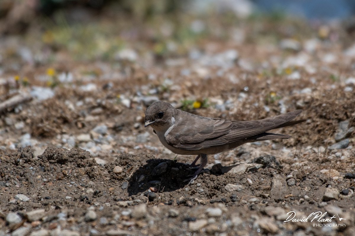 DPPhotography - Lesvos - Crag martin - D.jpg - Crag martin - Mount Olympos, Lesvos