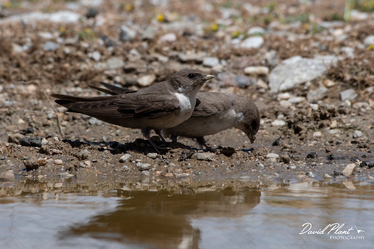 DPPhotography - Lesvos - Crag martin - E.jpg - Crag martin - Mount Olympos, Lesvos