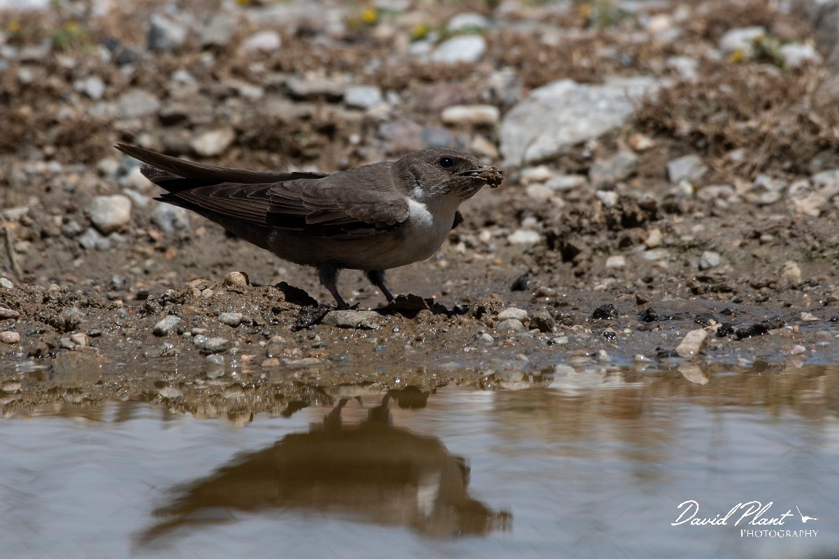 DPPhotography - Lesvos - Crag martin - G.jpg - Crag martin - Mount Olympos, Lesvos