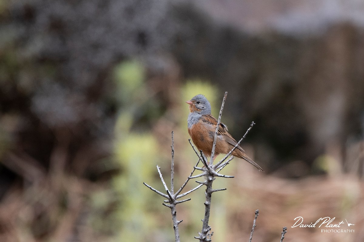DPPhotography - Lesvos - Cretzchmar's bunting - L.jpg - Cretzchmar's bunting - Madaros, Lesvos