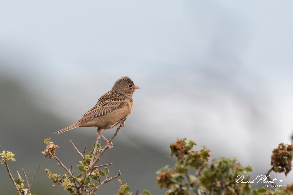 DPPhotography - Lesvos - Cretzchmar's bunting - T.jpg - Cretzchmar's bunting - Madaros, Lesvos