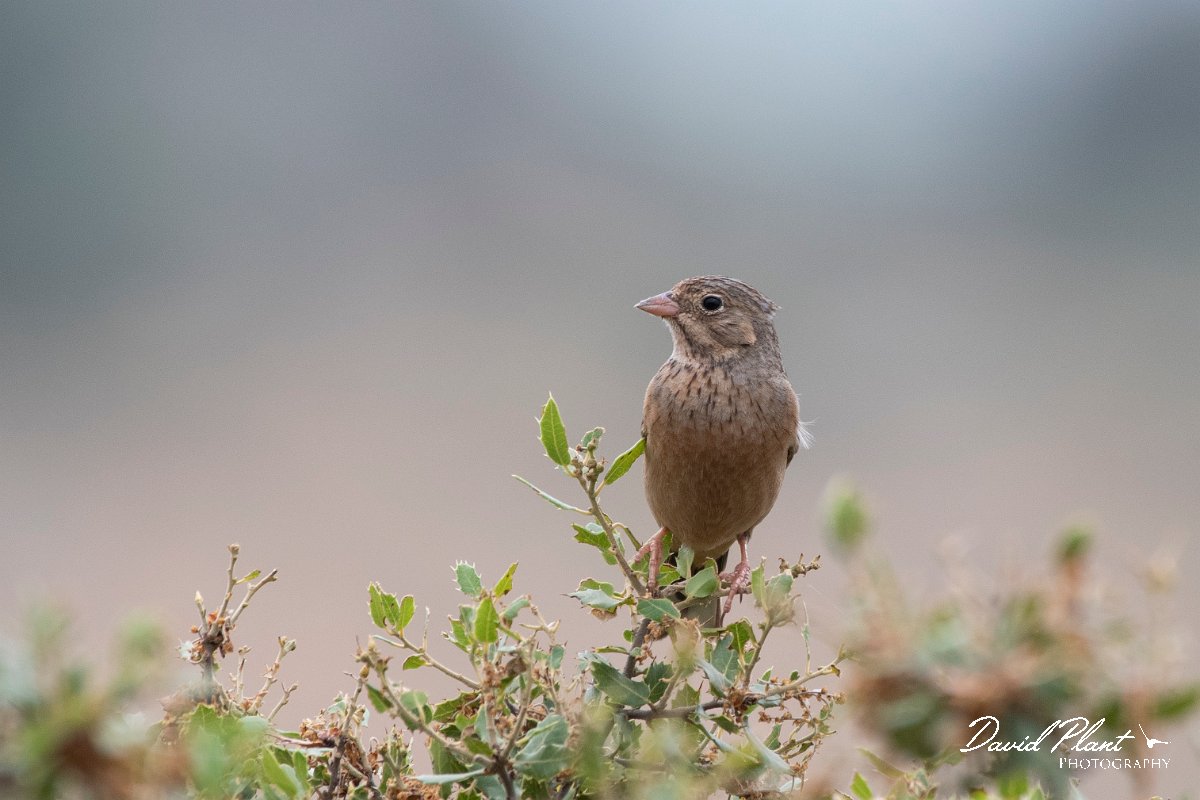 DPPhotography - Lesvos - Cretzchmar's bunting - V.jpg - Cretzchmar's bunting - Madaros, Lesvos