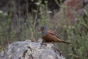 DPPhotography - Lesvos - Cretzchmar's bunting - C