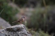DPPhotography - Lesvos - Cretzchmar's bunting - G
