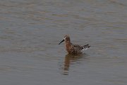 DPPhotography - Lesvos - Curlew sandpiper - D