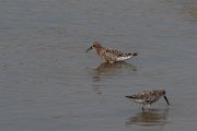 DPPhotography - Lesvos - Curlew sandpiper - E