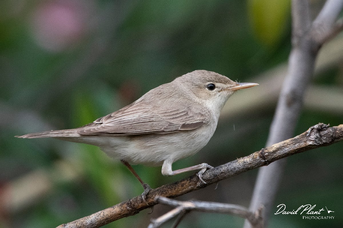 DPPhotography - Lesvos - Eastern olivaceous warbler - B.jpg - Eastern olivaceous warbler - Tsiknias river, Lesvos