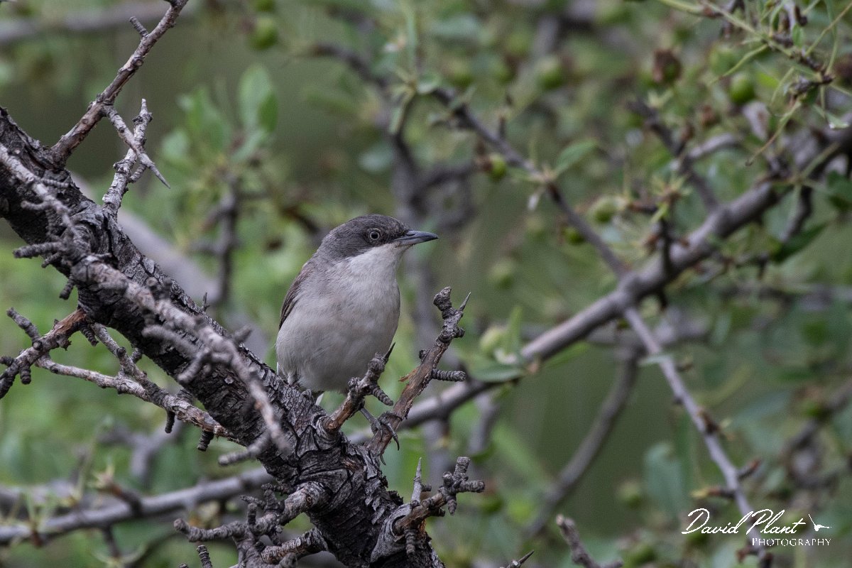 DPPhotography - Lesvos - Eastern orphean warbler - A.jpg - Eastern orphean warbler - Madaros, Lesvos