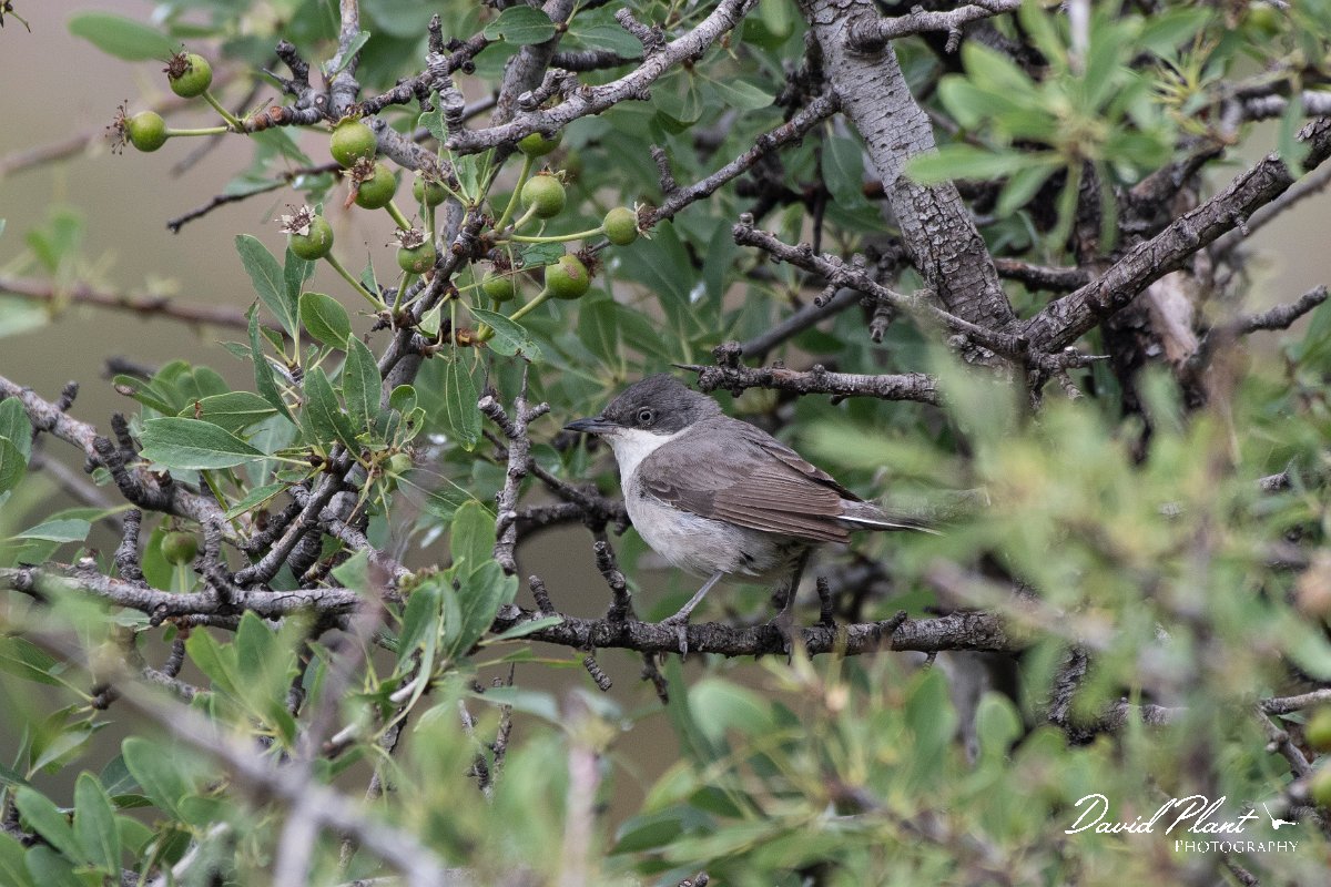 DPPhotography - Lesvos - Eastern orphean warbler - C.jpg - Eastern orphean warbler - Madaros, Lesvos