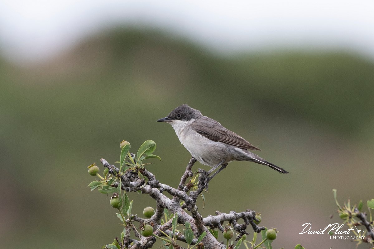 DPPhotography - Lesvos - Eastern orphean warbler - D.jpg - Eastern orphean warbler - Madaros, Lesvos