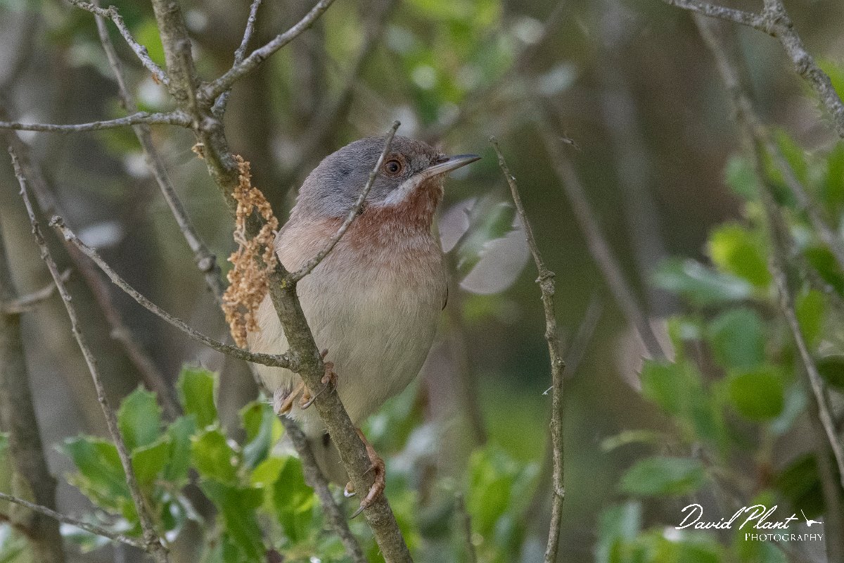 DPPhotography - Lesvos - Eastern subalpine warbler - A.jpg - Eastern subalpine warbler - Agiasos sanatorium, Lesvos
