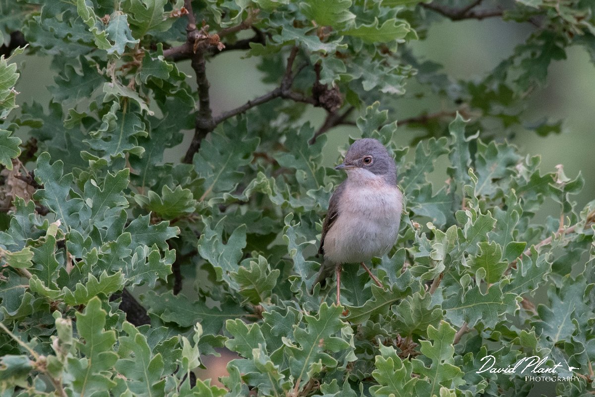 DPPhotography - Lesvos - Eastern subalpine warbler - B.jpg - Eastern subalpine warbler - Ipsilou Monastery, Lesvos