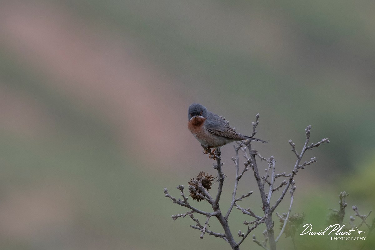 DPPhotography - Lesvos - Eastern subalpine warbler - C.jpg - Eastern subalpine warbler - Ipsilou Monastery, Lesvos