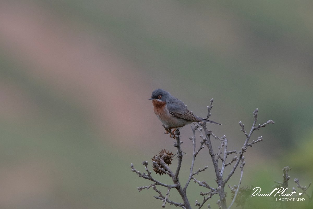 DPPhotography - Lesvos - Eastern subalpine warbler - D.jpg - Eastern subalpine warbler - Ipsilou Monastery, Lesvos
