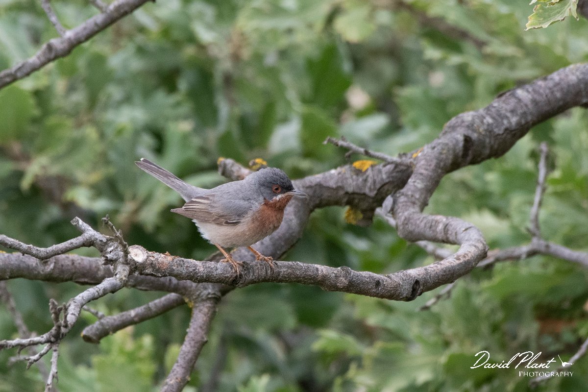 DPPhotography - Lesvos - Eastern subalpine warbler - E.jpg - Eastern subalpine warbler - Ipsilou Monastery, Lesvos
