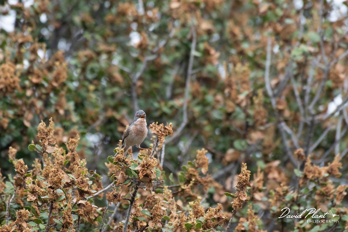 DPPhotography - Lesvos - Eastern subalpine warbler - H.jpg - Eastern subalpine warbler - Madaros, Lesvos