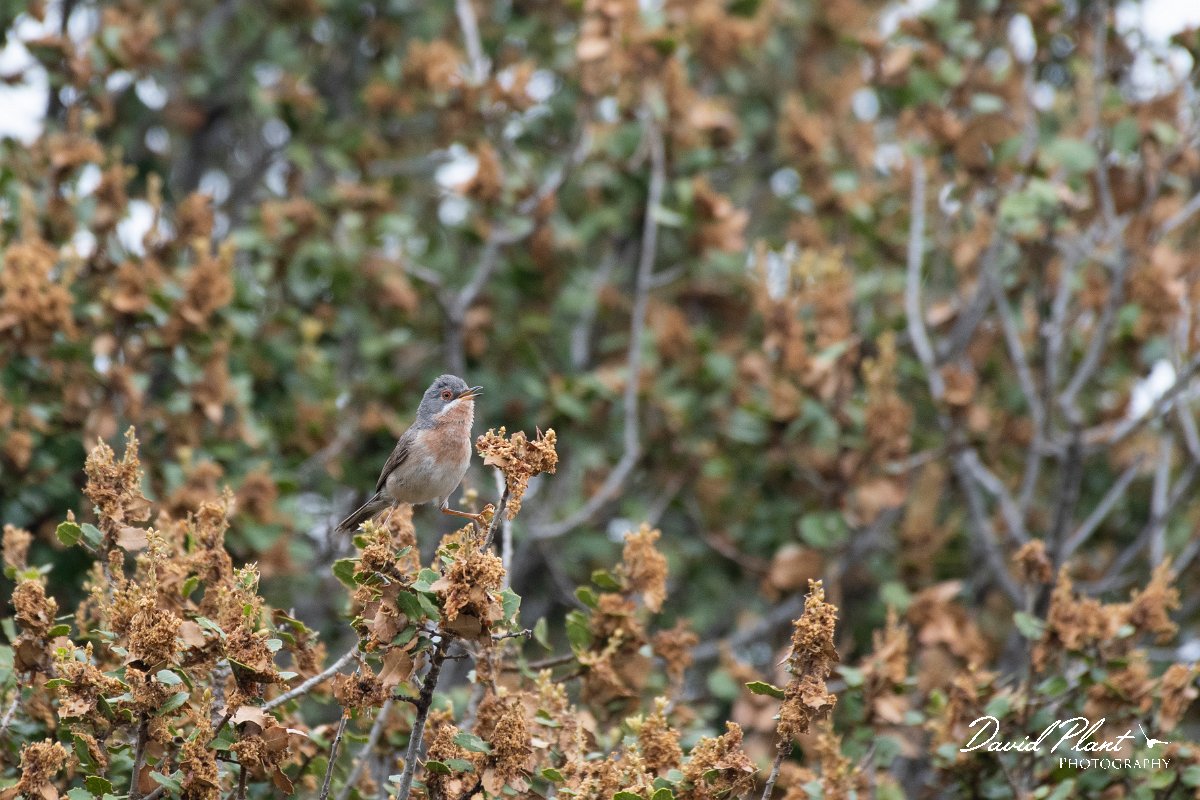 DPPhotography - Lesvos - Eastern subalpine warbler - I.jpg - Eastern subalpine warbler - Madaros, Lesvos