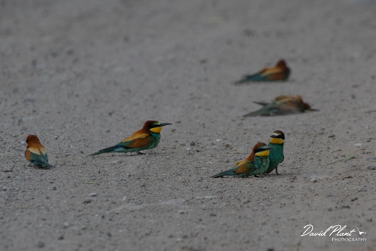 DPPhotography - Lesvos - European bee-eater - A.jpg - European bee-eater - Kalloni saltpans, Lesvos