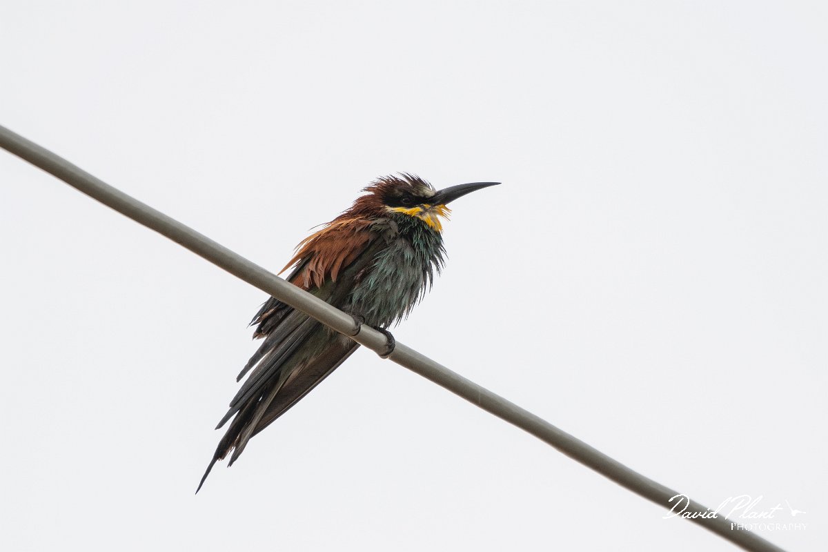 DPPhotography - Lesvos - European bee-eater - B.jpg - European bee-eater - Kalloni saltpans, Lesvos