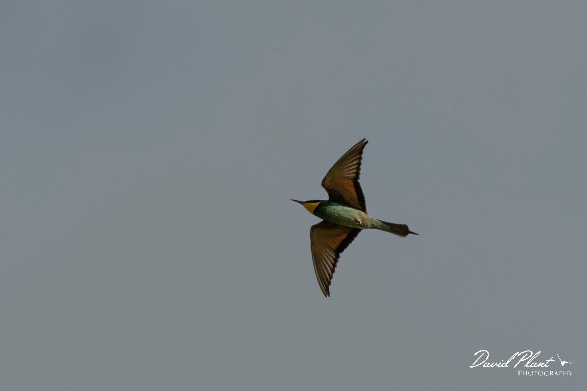 DPPhotography - Lesvos - European bee-eater - F.jpg - European bee-eater - Skal Kallonis pool, Lesvos