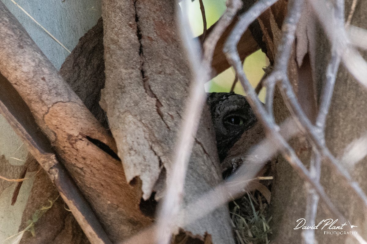 DPPhotography - Lesvos - European scops-owl - A.jpg - European scops owl - Kalloni mini soccer pitch, Lesvos