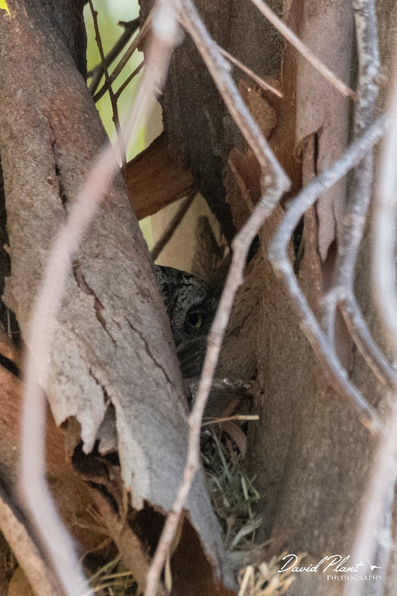 DPPhotography - Lesvos - European scops-owl - B.jpg - European scops owl - Kalloni mini soccer pitch, Lesvos