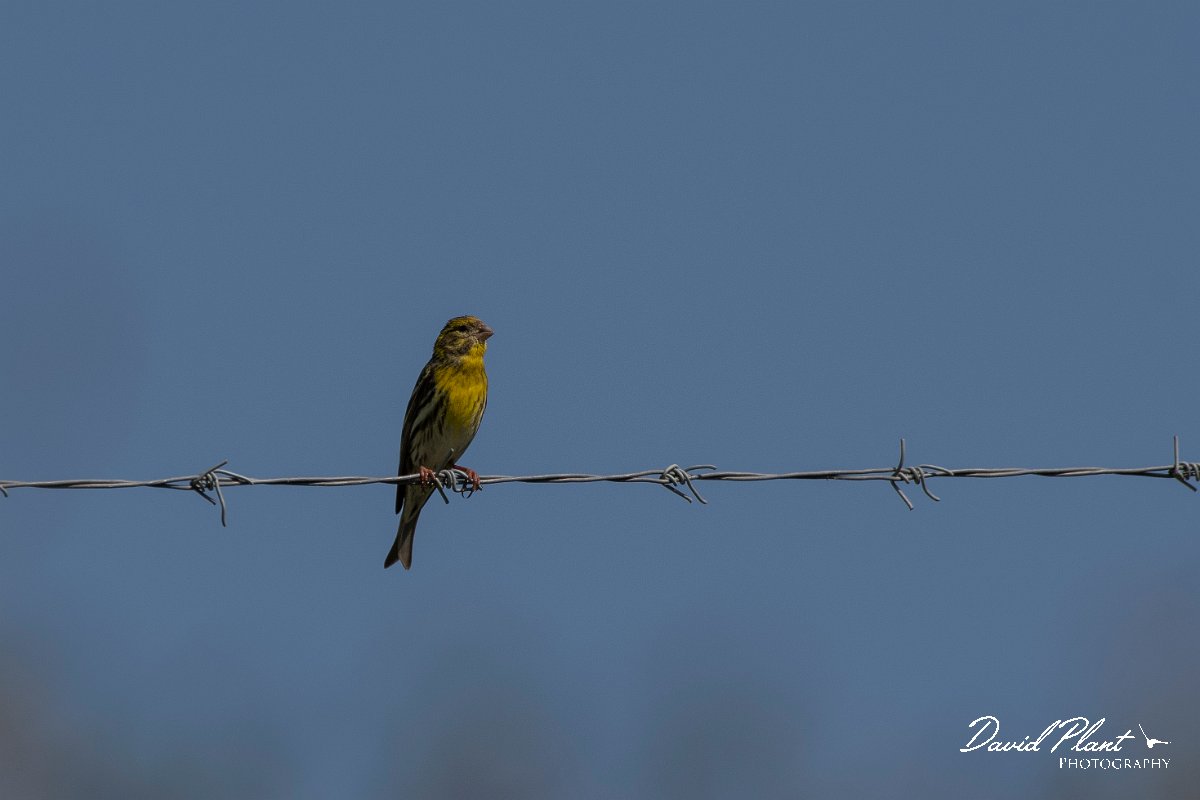 DPPhotography - Lesvos - European serin - A.jpg - European serin - Agiasos sanatorium, Lesvos