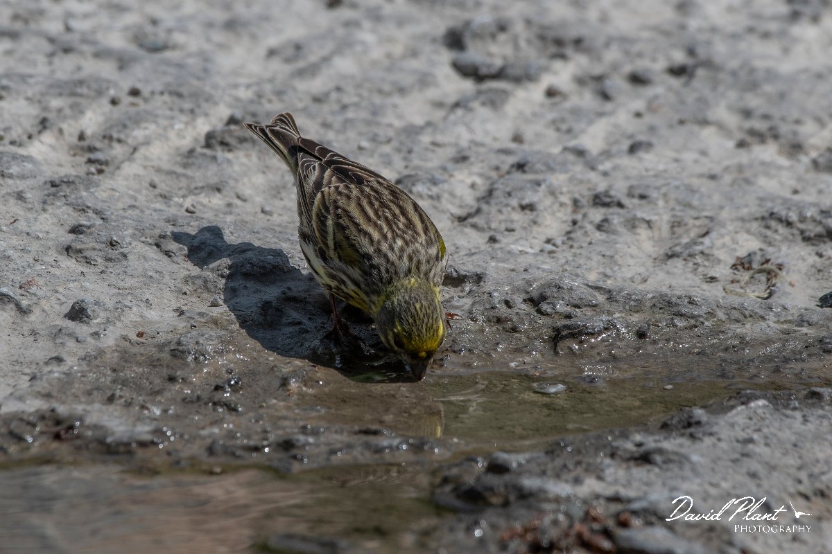 DPPhotography - Lesvos - European serin - C.jpg - European serin - Agiasos sanatorium, Lesvos