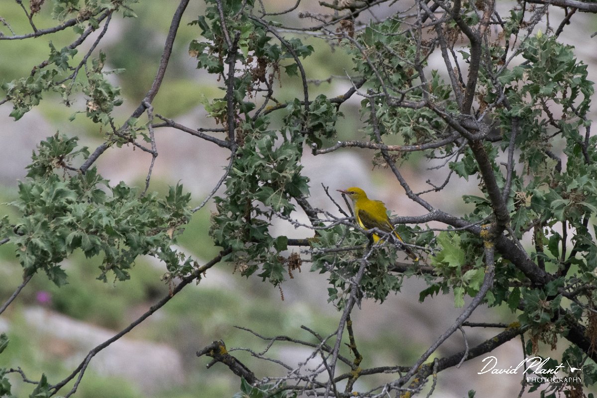 DPPhotography - Lesvos - Golden oriole - A.jpg