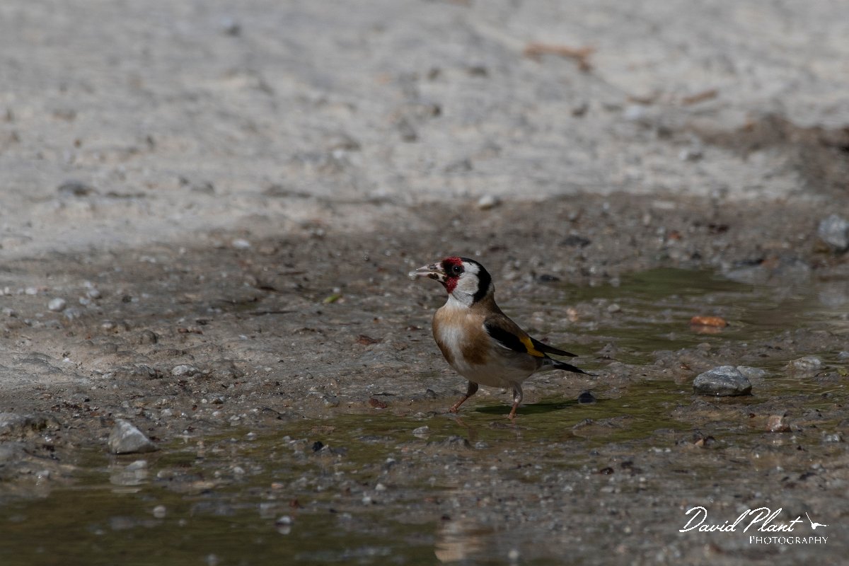 DPPhotography - Lesvos - Goldfinch - A.jpg - Goldfinch - Agiasos sanatorium, Lesvos