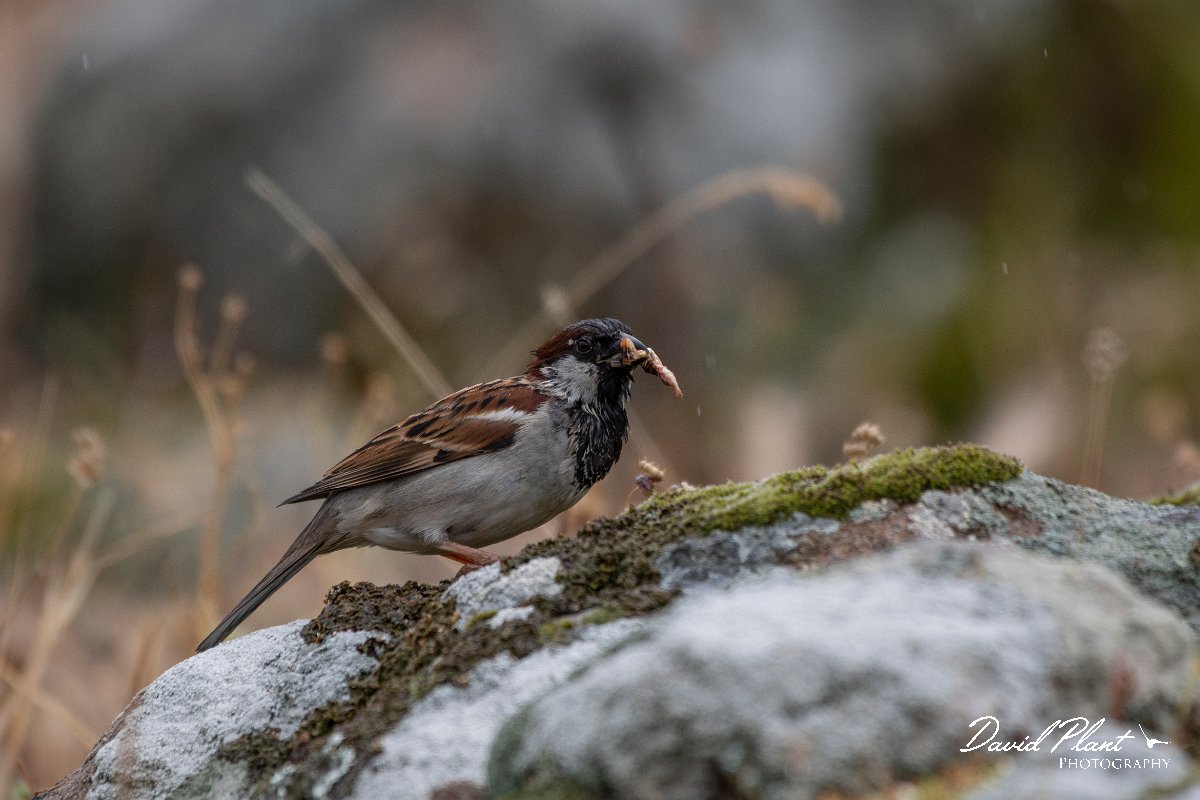 DPPhotography - Lesvos - House sparrow - A.jpg - House sparrow - Madaros, Lesvos