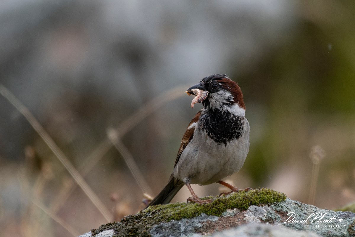 DPPhotography - Lesvos - House sparrow - B.jpg - House sparrow - Madaros, Lesvos