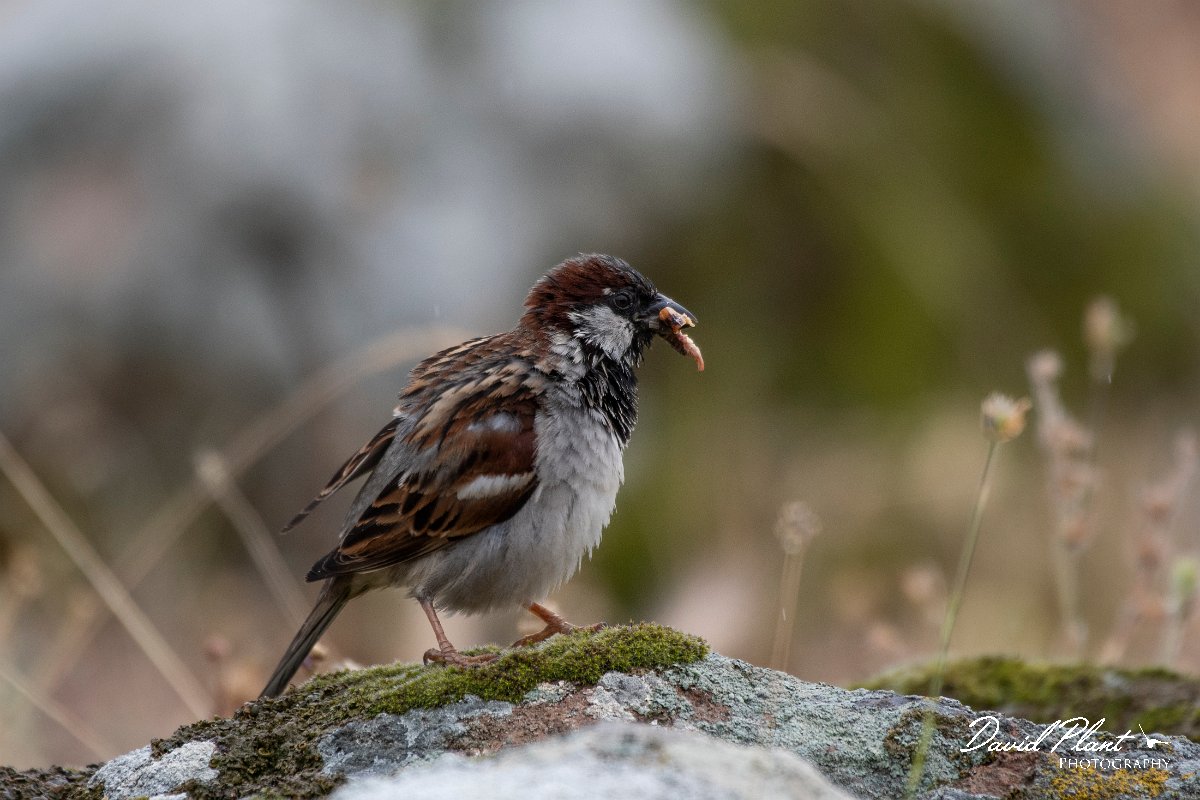 DPPhotography - Lesvos - House sparrow - C.jpg - House sparrow - Madaros, Lesvos