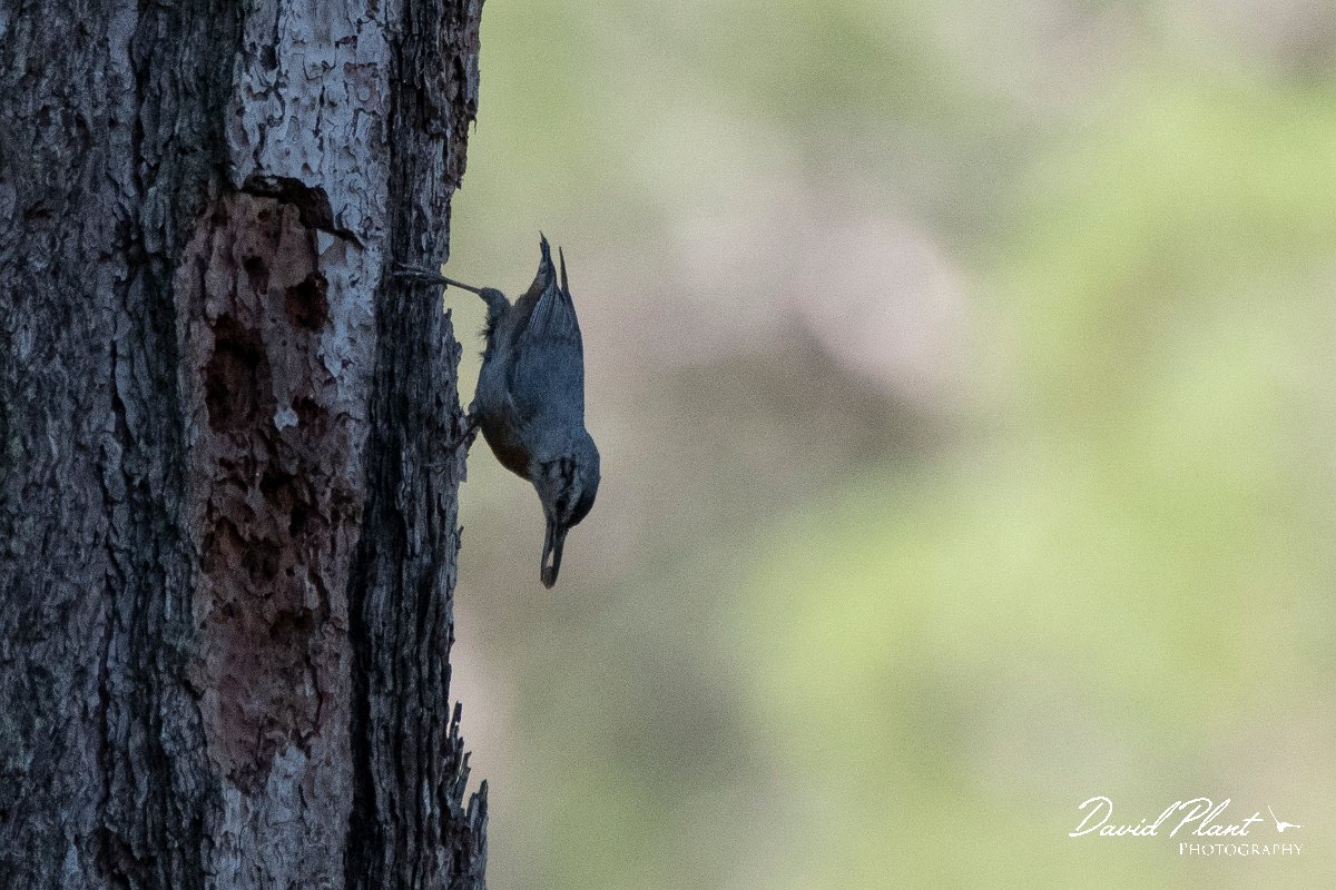 DPPhotography - Lesvos - Kruper's nuthatch - D.jpg - Kruper's nuthatch - Achladeri forest, Lesvos