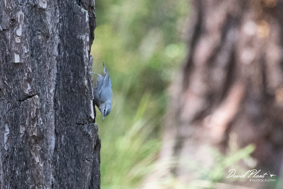 DPPhotography - Lesvos - Kruper's nuthatch - E.jpg - Kruper's nuthatch - Achladeri forest, Lesvos