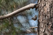 DPPhotography - Lesvos - Kruper's nuthatch - B