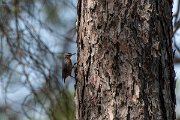 DPPhotography - Lesvos - Kruper's nuthatch - C