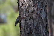 DPPhotography - Lesvos - Kruper's nuthatch - F