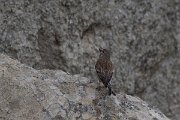 DPPhotography - Lesvos - Linnet - A