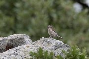 DPPhotography - Lesvos - Linnet - B
