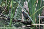 DPPhotography - Lesvos - Little crake - A