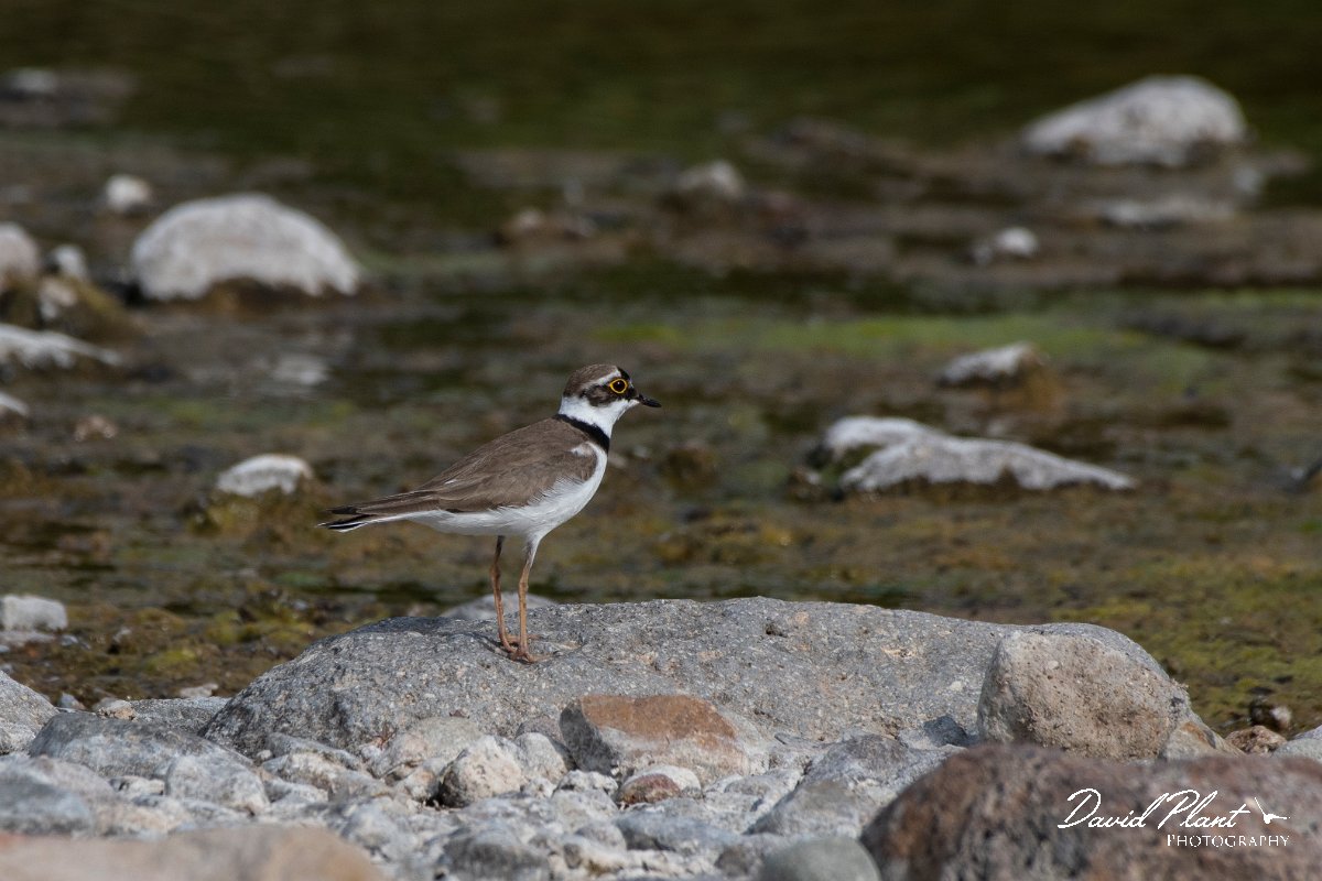 DPPhotography - Lesvos - Little ringed plover - B.jpg - Little ringed plover - Potamia Valley, Lesvos