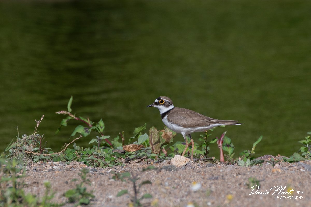 DPPhotography - Lesvos - Little ringed plover - C.jpg - Little ringed plover - Potamia Valley, Lesvos