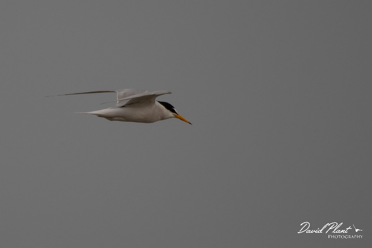 DPPhotography - Lesvos - Little tern - B.jpg - Little tern - Kalloni saltpans, Lesvos