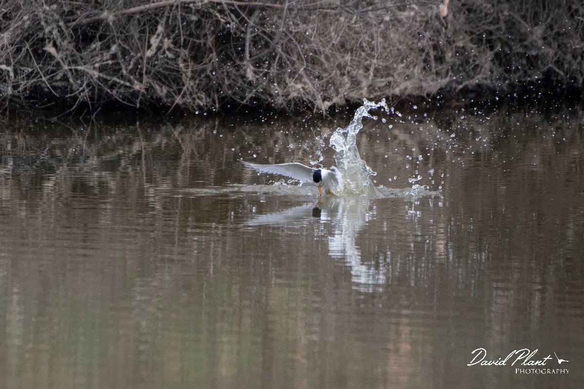 DPPhotography - Lesvos - Little tern - C.jpg