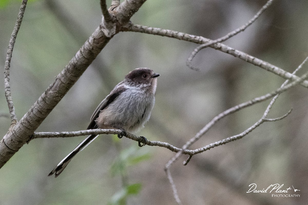 DPPhotography - Lesvos - Long-tailed tit - A.jpg - Long-tailed tit - Mikri Limni, Lesvos