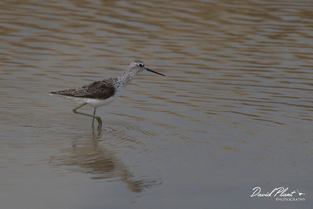 DPPhotography - Lesvos - Marsh sandpiper - C.jpg - Marsh sandpiper - Kalloni saltpans, Lesvos