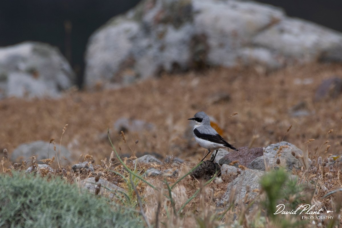 DPPhotography - Lesvos - Northern wheatear - A.jpg - Northern wheatear - Ipsilou Monastery, Lesvos